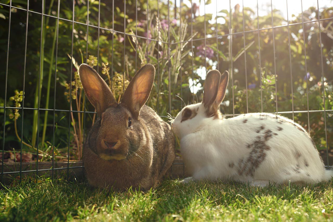 gezondheid konijn advies welkoop